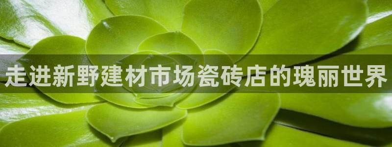杏鑫主管